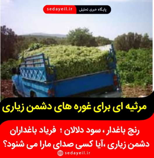 غارت هزاران تن غوره و انگور دیم باغداران دشمن‌زیاری توسط دلالان