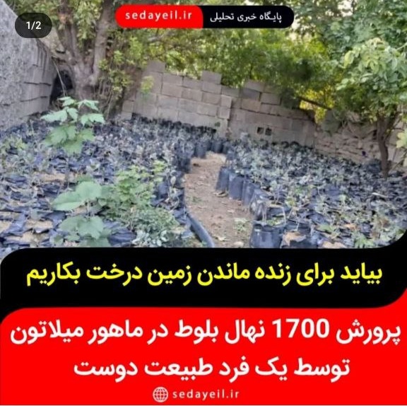  پرورش ۱۷۰۰ نهال بلوط در یکی از روستاهای شهرستان ممسنی